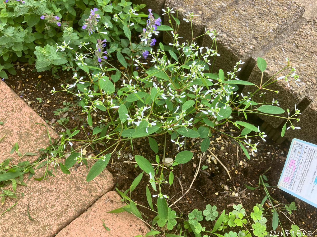 ユーフォルビア ダイアモンドフロストの細い茎に白い花が広がっている様子