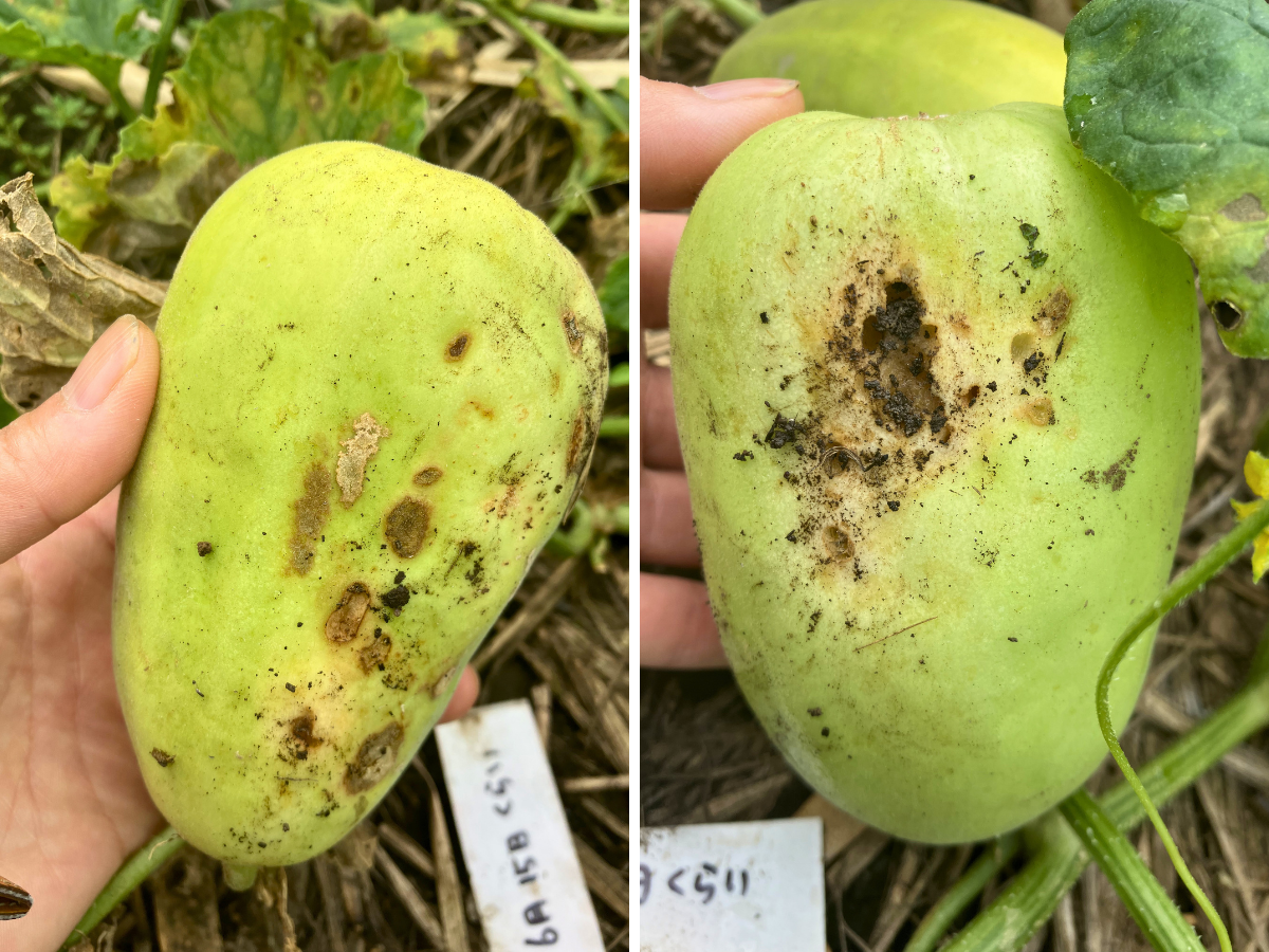 まくわうりの実の下側に土汚れ、虫食いのような穴、茶色い傷みが出ている様子