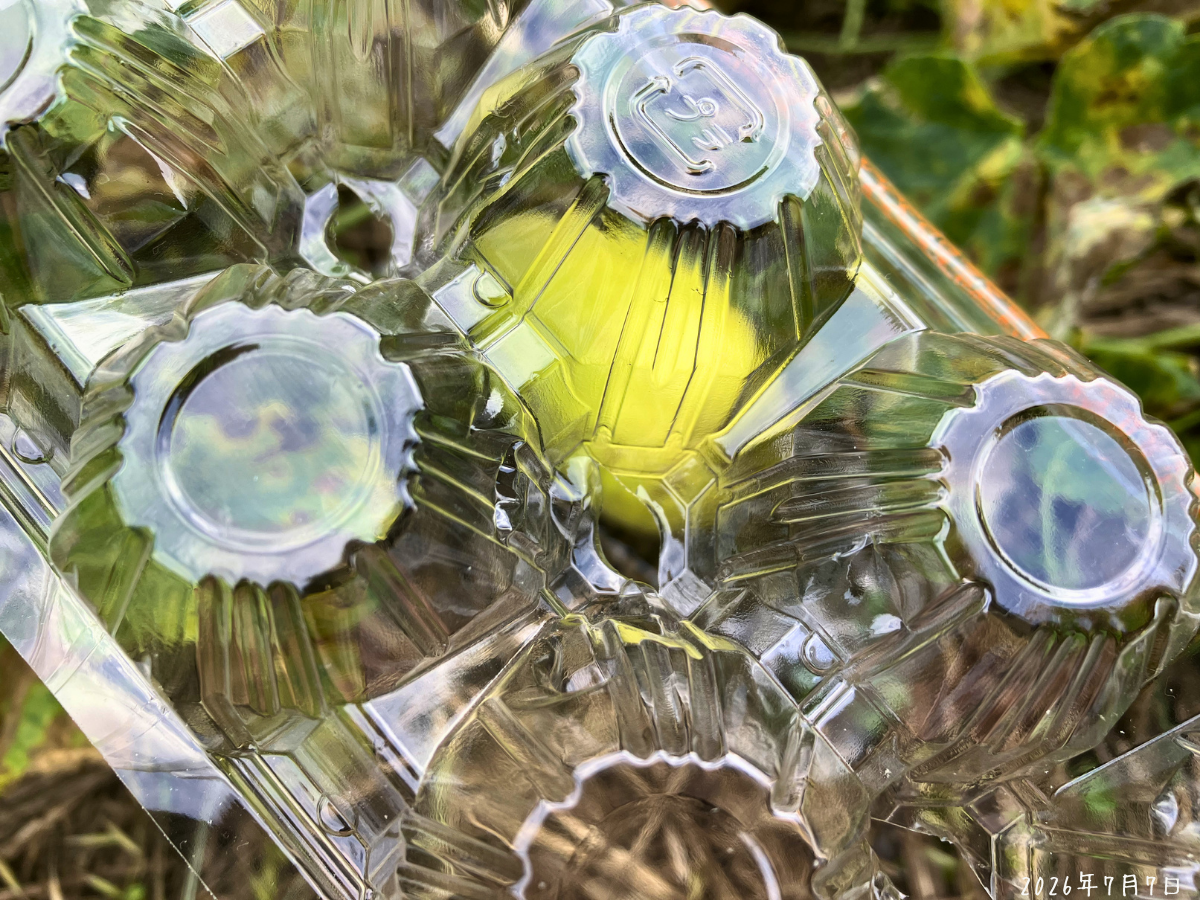 透明な卵パックのくぼみに雨水を抜くための穴をあけている様子