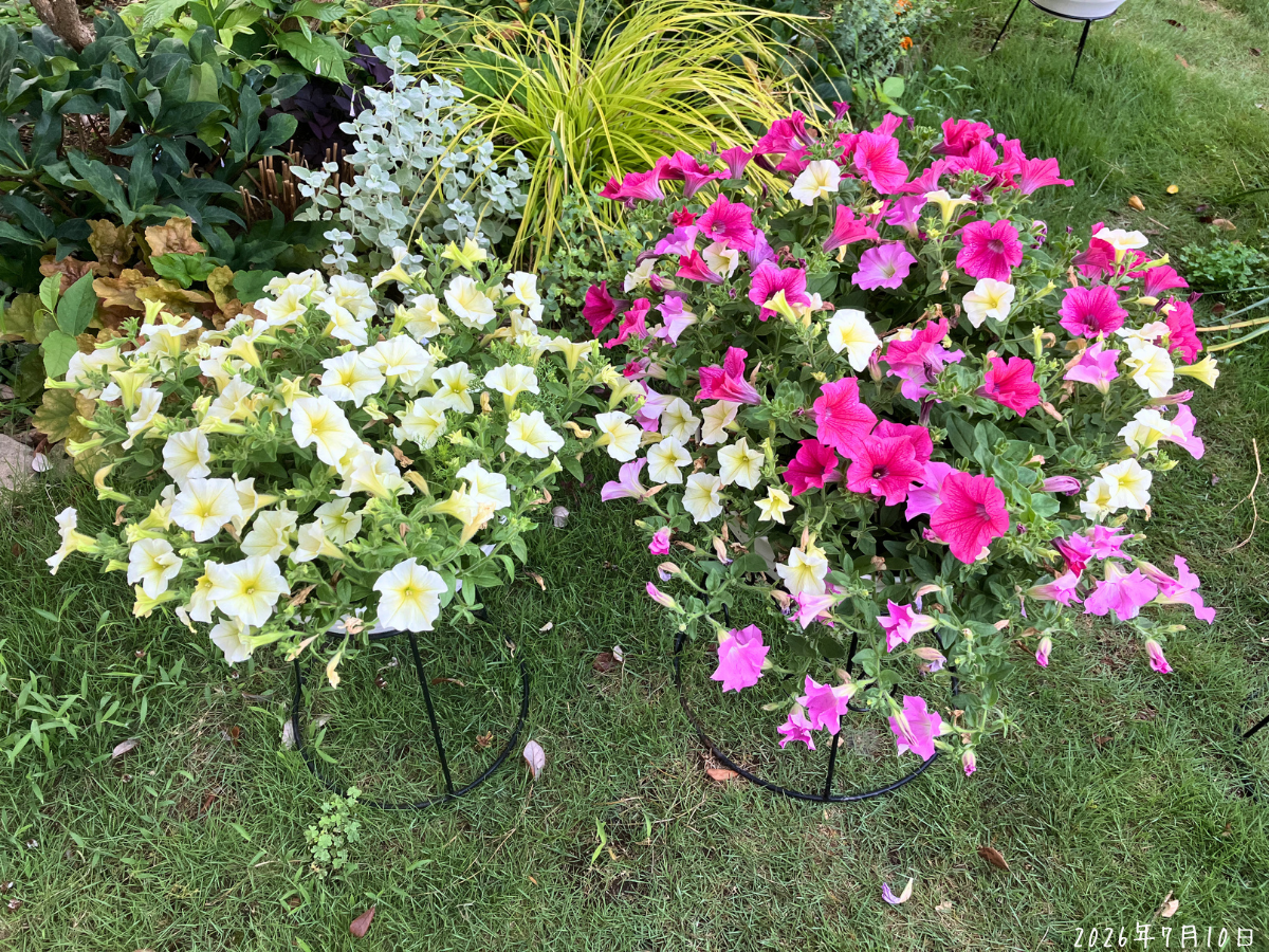 挿し芽から育てたサフィニア2鉢に花が広がっている様子