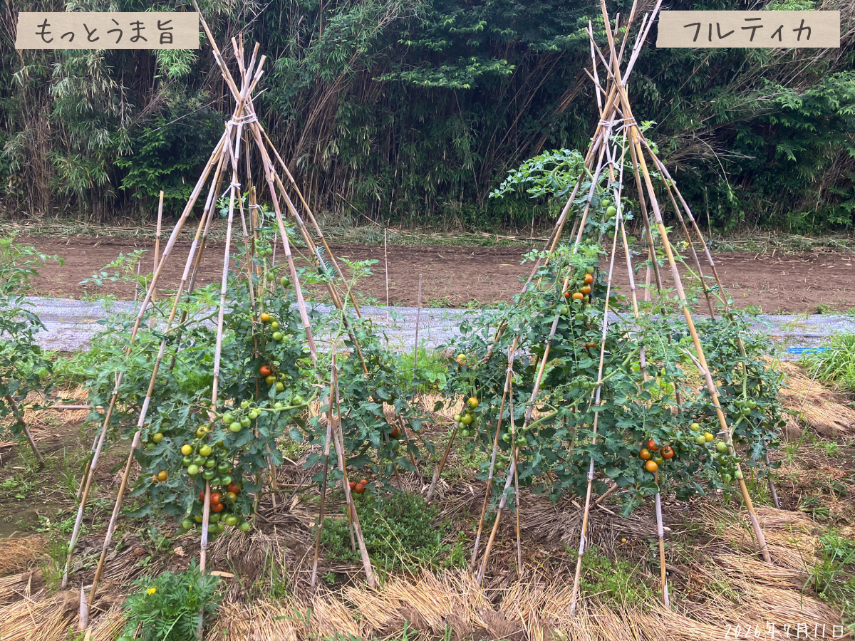 左にもっとうま旨、右にフルティカが円すい支柱の中で育ち、緑色と赤色の実が付いている様子