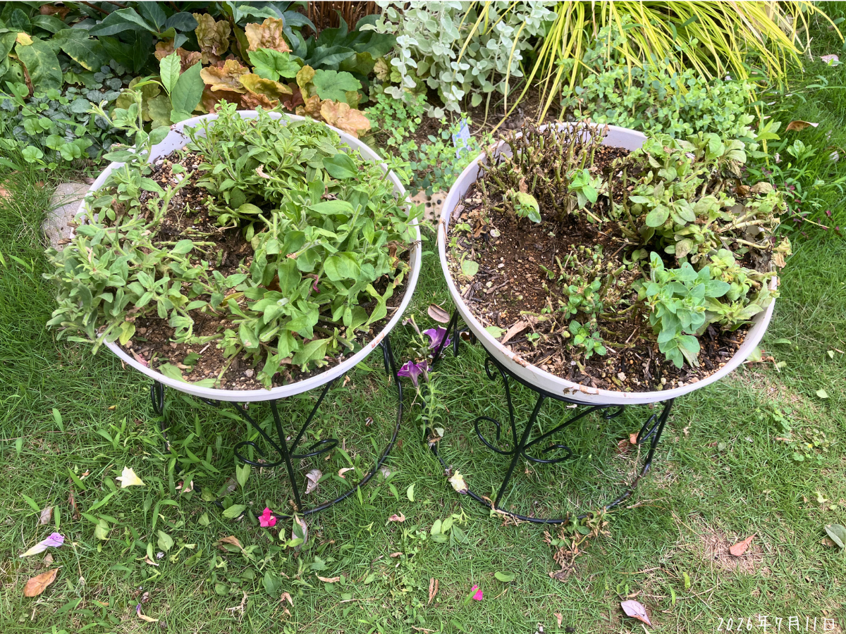 強めに切り戻した親株2鉢 サフィニア3色植えとペチュニアシェイク3色植えを強めに切り戻し、茎と葉が残った様子