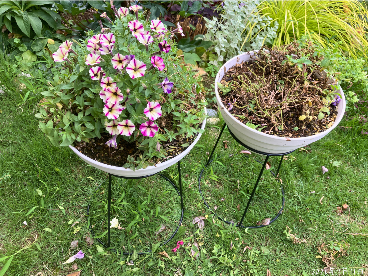 切り方を分けた冬越し株2鉢 ラズベリーチーズは中央の花を残し、るりいろ風ぐるまは強めに切り戻した様子