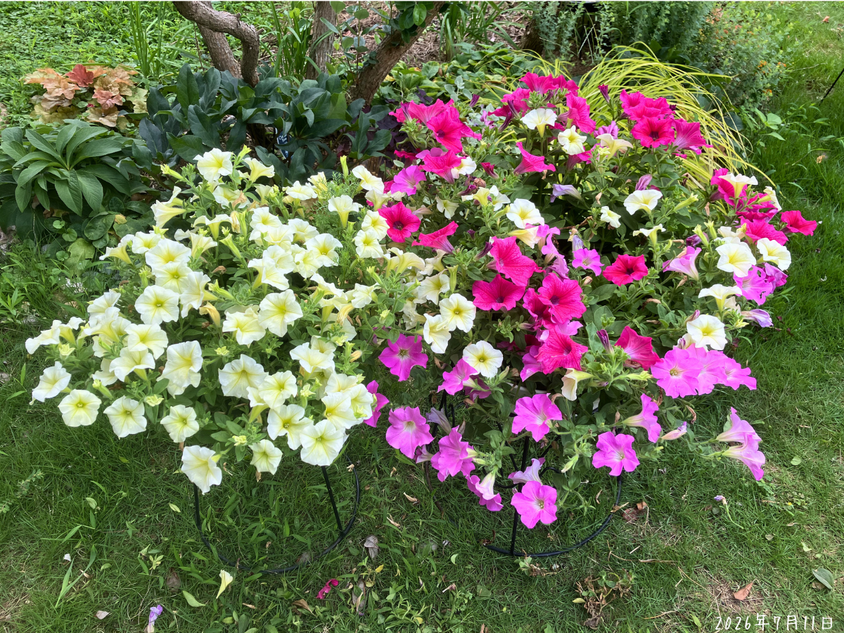 切り戻し前の挿し芽サフィニア2鉢 挿し芽から育てたサフィニア2鉢にイエロー、ピンク、白の花が広がっている様子