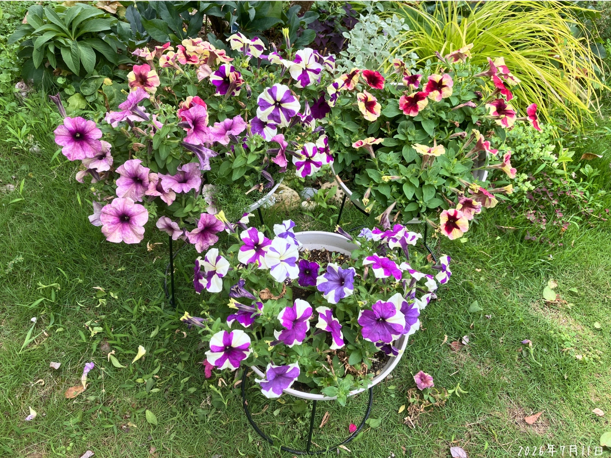 切り戻し前の挿し芽ペチュニアシェイク3鉢 挿し芽から育てたペチュニアシェイク3鉢に紫や白や赤みのある花が咲いている様子
