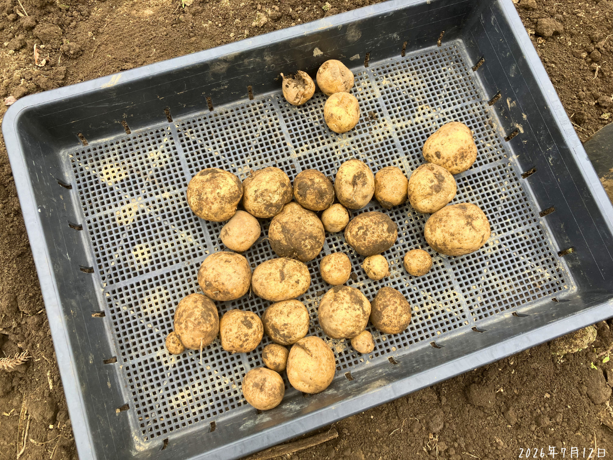 3株分収穫したじゃがいも 7月12日に3株から収穫した大小のじゃがいもをかごに並べた様子