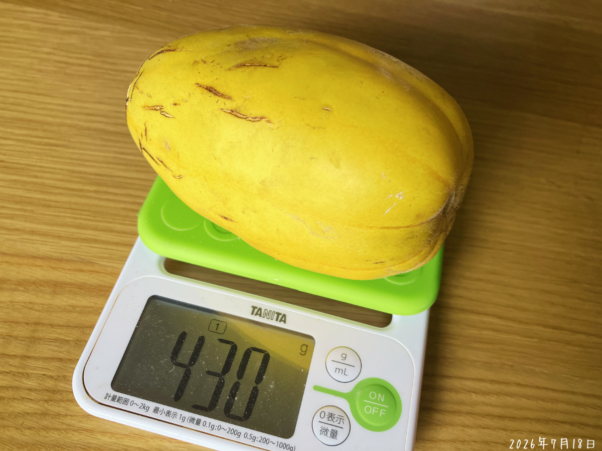 初収穫した黄金まくわうりの重さ430g 初収穫した黄金まくわうりをはかりに乗せると430gを示している様子