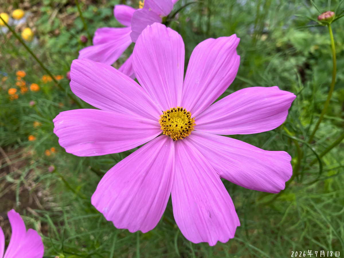 大きく開いたドワーフセンセーションのピンクの花