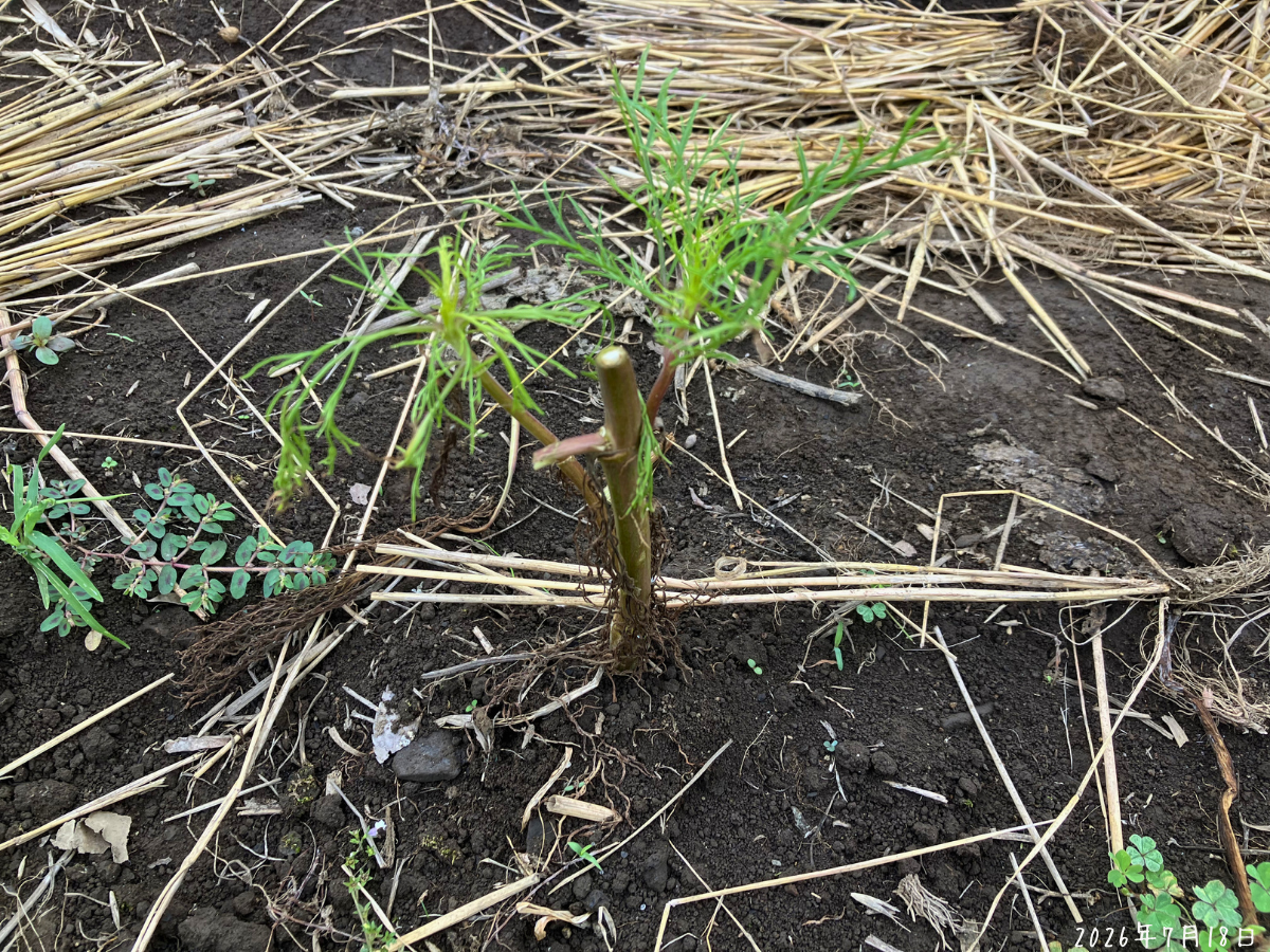 7月初めごろに土へ挿したコスモスの折れ枝から緑色の新芽が出ている様子