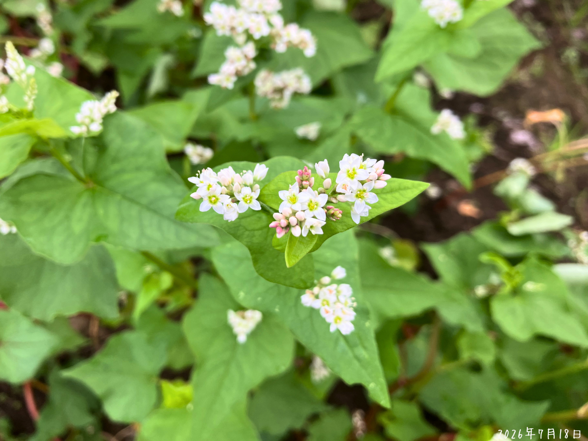 満開になったそばの花と淡いピンクのつぼみ 景観用そばの花ミルキーウェイの白い花と淡いピンクのつぼみのアップ