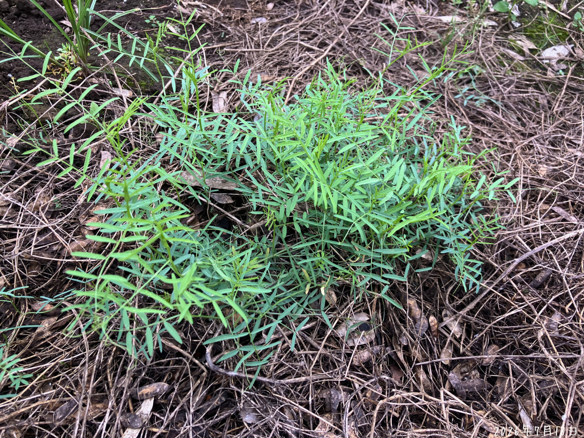 緑肥のヘアリーベッチが、こぼれ種から発芽して細い茎を周囲へ広げている様子