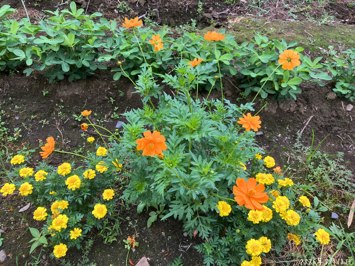 植え付けたマリーゴールドの間から、こぼれ種のオレンジ色のコスモスが伸びて開花している様子
