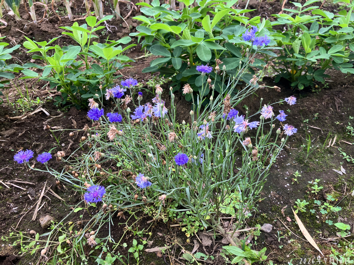 冬から追っているこぼれ種のヤグルマギクに、青い花と咲き終わった花が混ざっている様子
