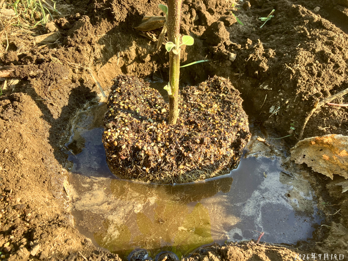 水を入れた植え穴へクリーミー揚げナスの根鉢を置いた状態