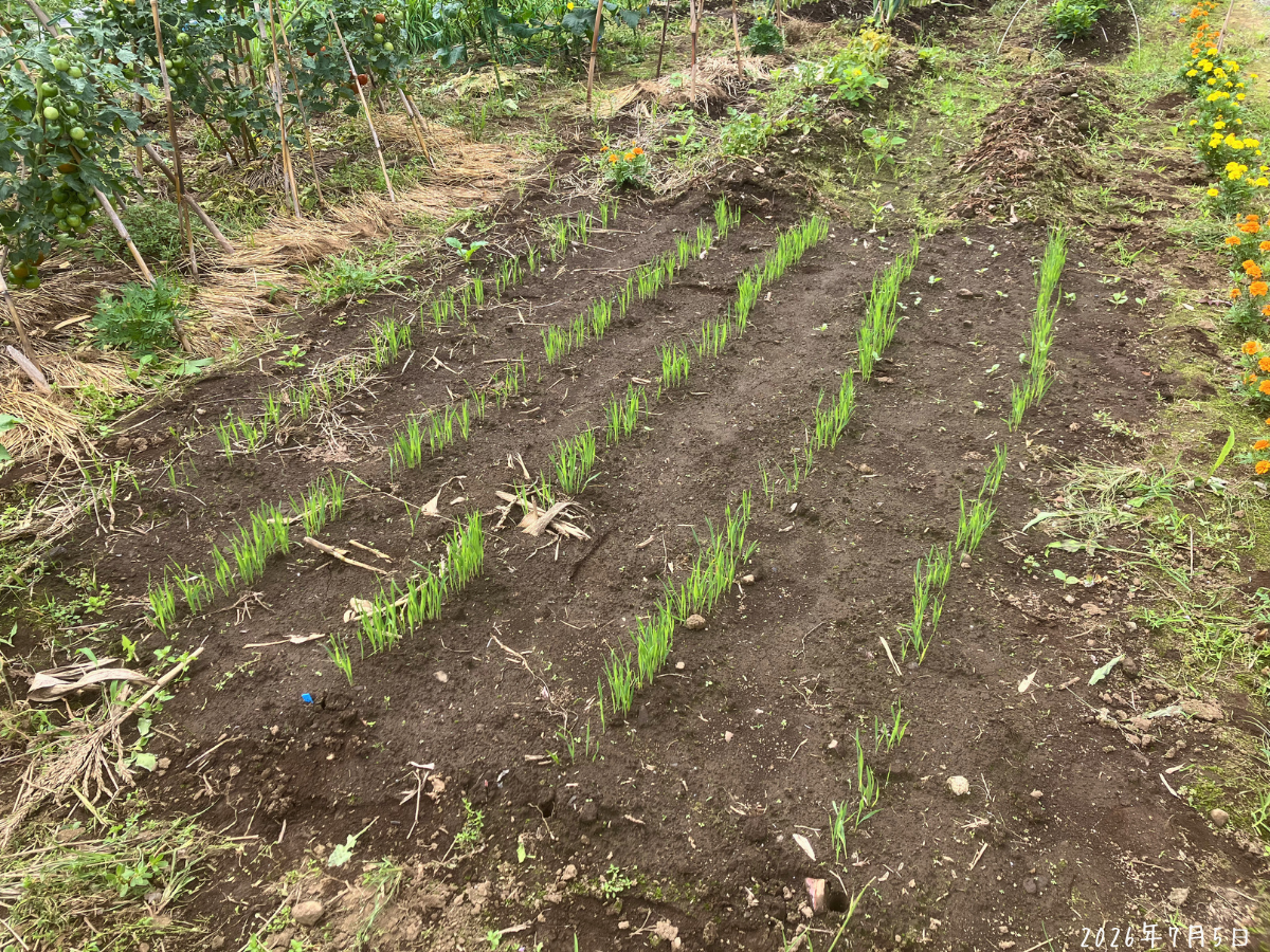7月5日のえん麦の発芽列 じゃがいも跡地にまいたえん麦が列に沿って発芽している様子