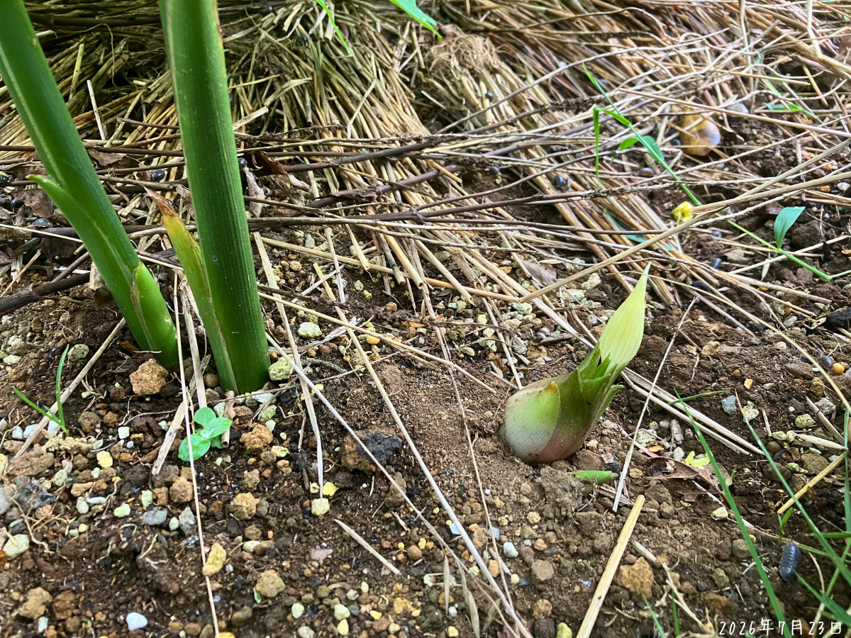 ミョウガの葉の茎から少し離れた位置につぼみが出ている様子