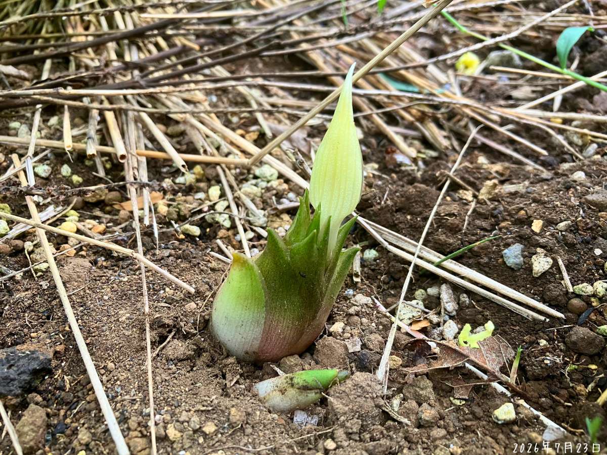 地面から出たミョウガの淡い黄色のつぼみが光を通している様子