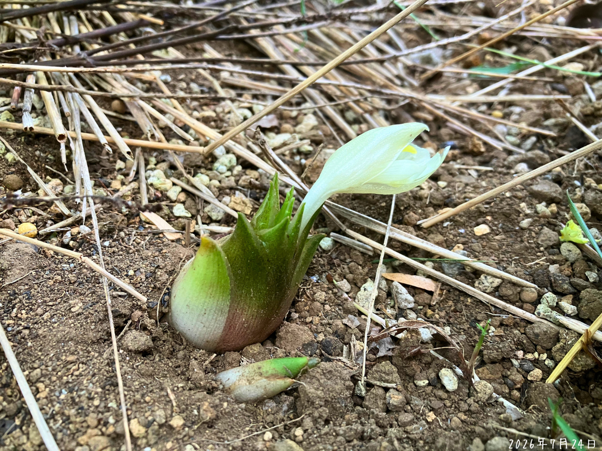 翌朝に淡い黄色の花が少し開いたミョウガ