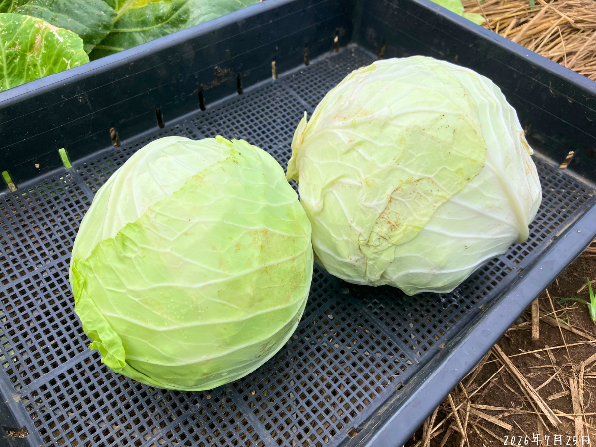 外葉を多めにむいて収穫したキャベツ2玉 ナガメの幼虫が付いた外葉を多めにむき、きれいな内側が出たキャベツ2玉