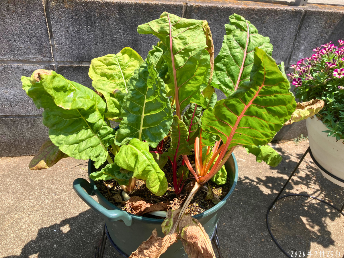 真夏に葉が傷んだ鉢植えスイスチャード 猛暑と水切れで葉色が褪せ、下葉が茶色く傷んだ鉢植えスイスチャード