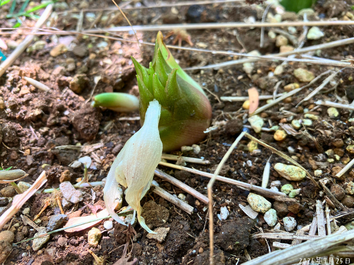 開花の翌日に淡い花びらが下を向いてしおれたミョウガ