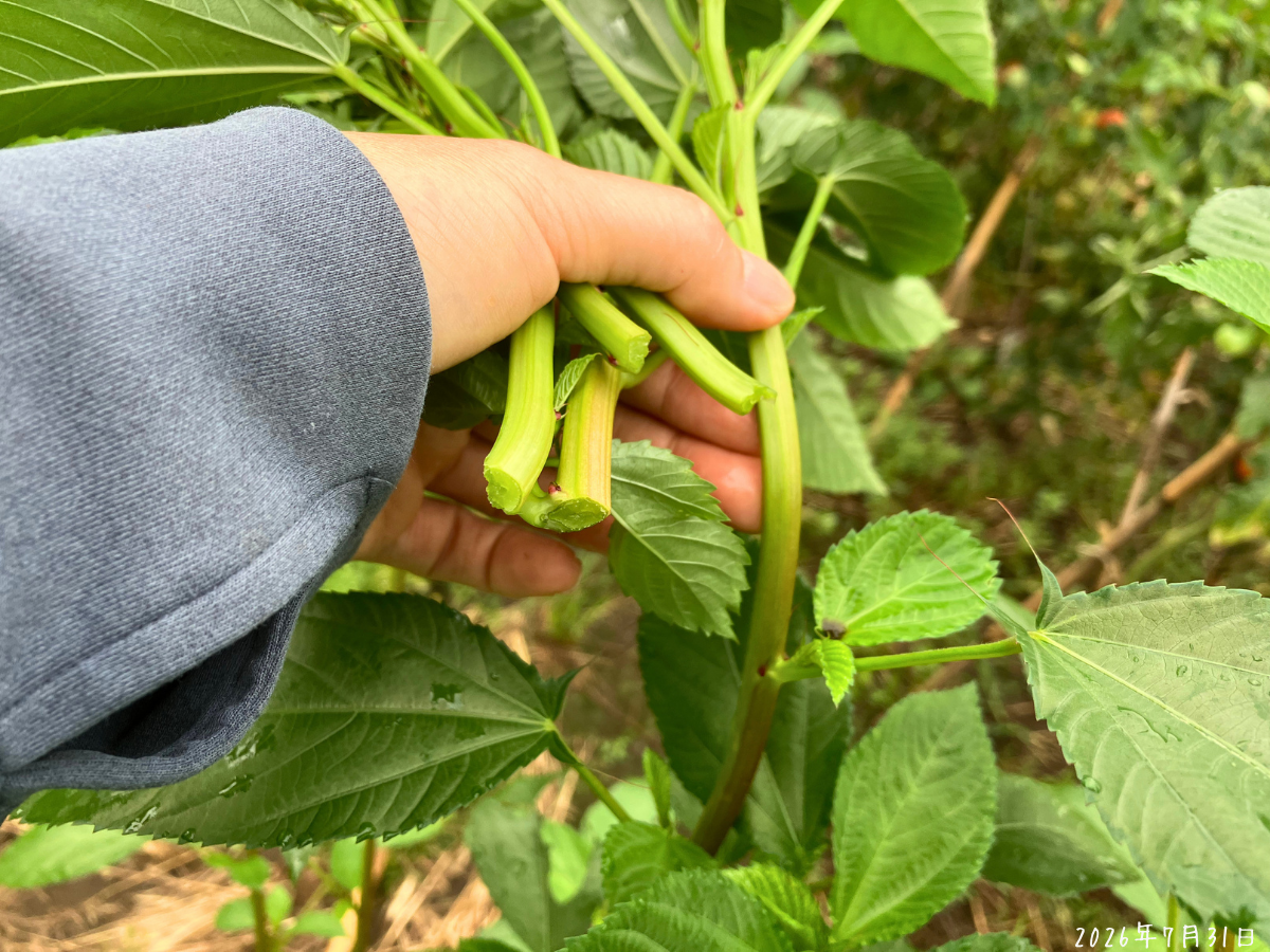 手で折れたモロヘイヤの緑色の茎 手でぽきっと折れたモロヘイヤの緑色の茎と切り口