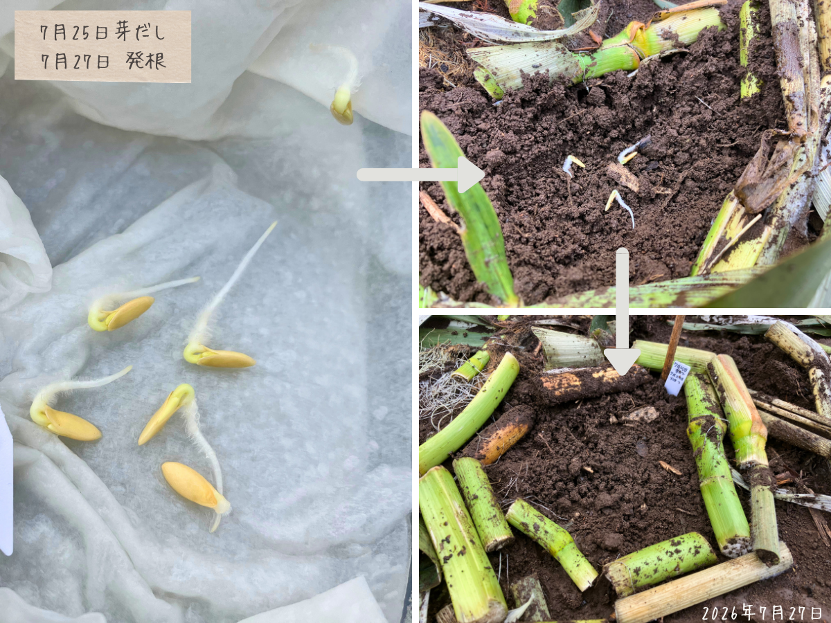 きゅうりの芽出しから7月下旬まきまで 左に発根したきゅうりの種、右に畑へまいて土をかぶせる流れをまとめた写真