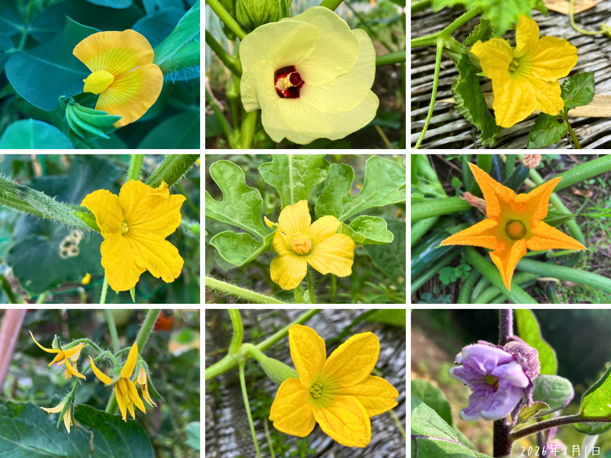 8月1日の畑で落花生、オクラ、ウリ科、トマト、ナスなどの花が咲いている様子