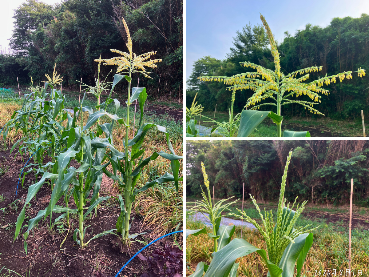 6月まきトウモロコシの畝と花粉を出し始めた雄穂
