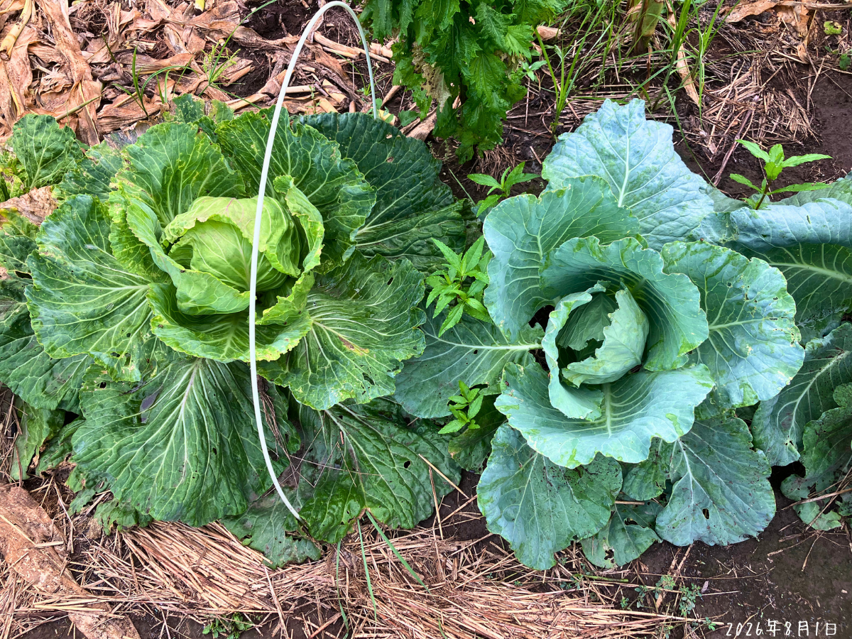 左に4月末まき、右に5月27日まきのキャベツが隣り合って育つ様子