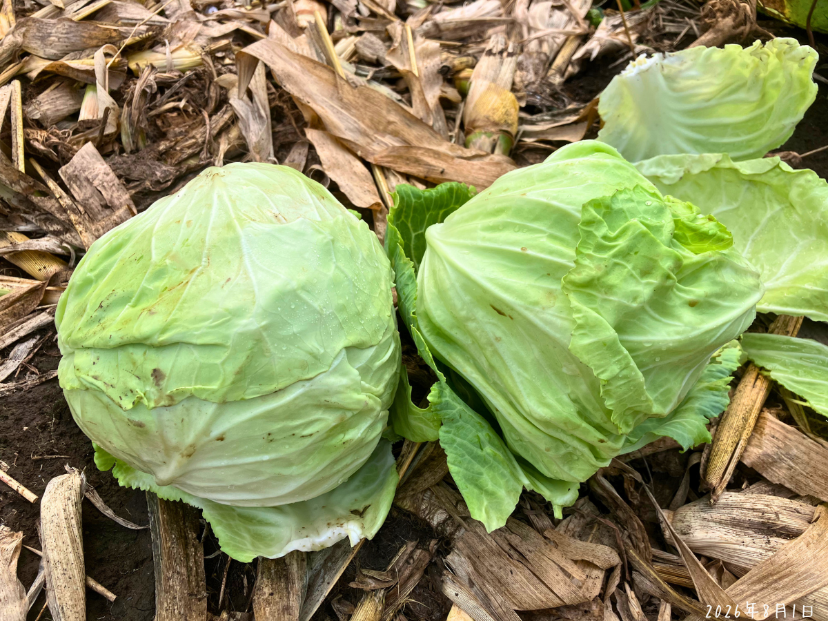 最後に収穫したキャベツ2玉 5月15日定植キャベツから最後に収穫した2玉
