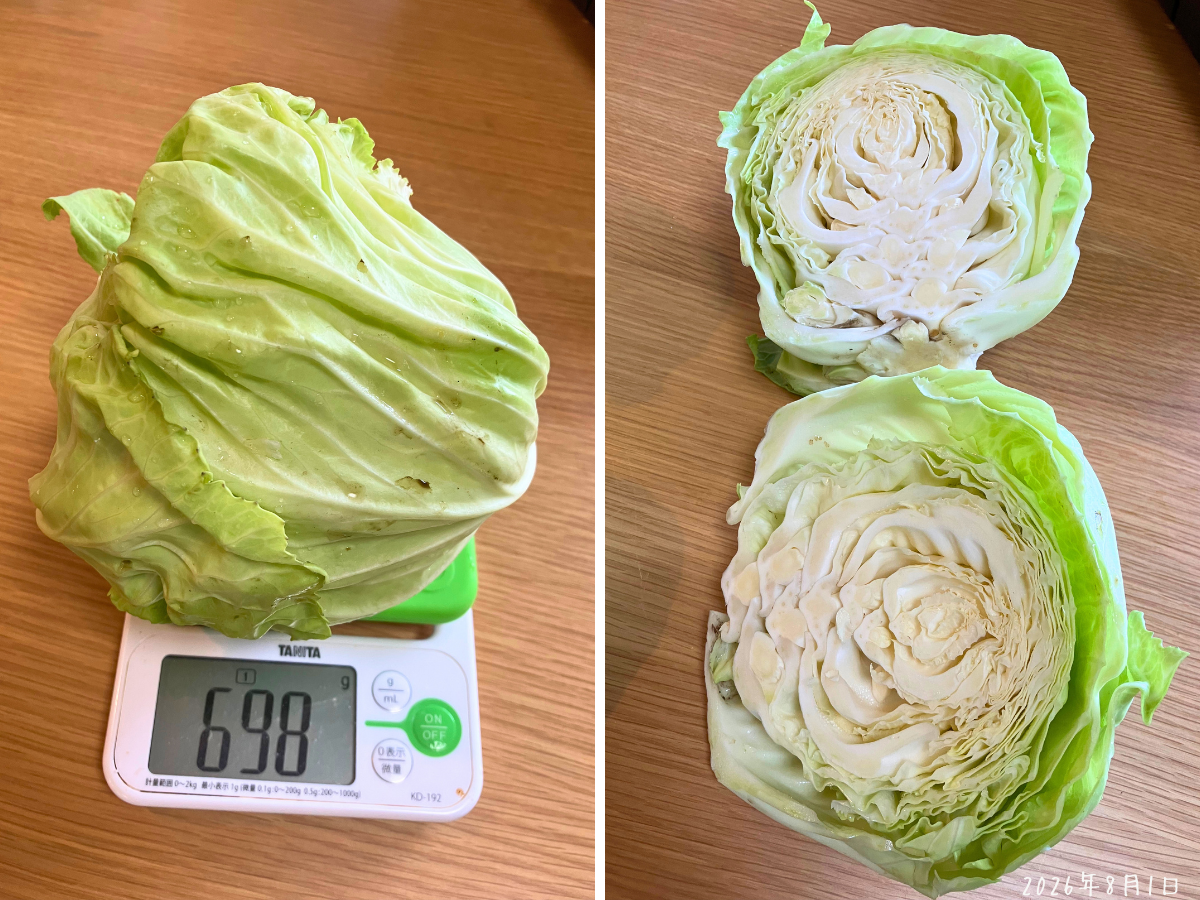 698gのキャベツとふわっとした断面 重さ698gのキャベツと葉の間に空間が残る断面