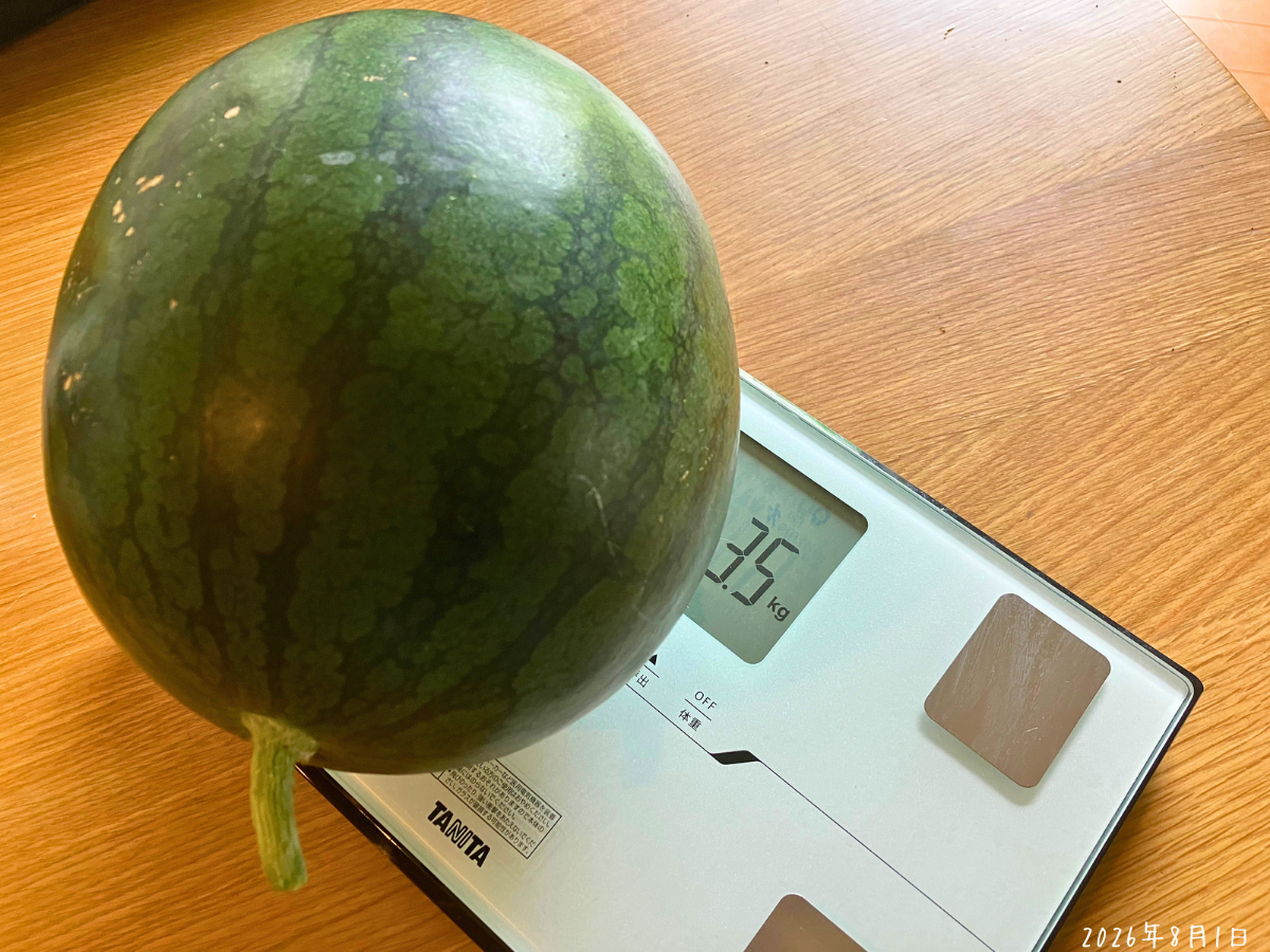重さ3.5kgの小玉スイカ 体重計で量った小玉スイカが3.5kgを示している様子