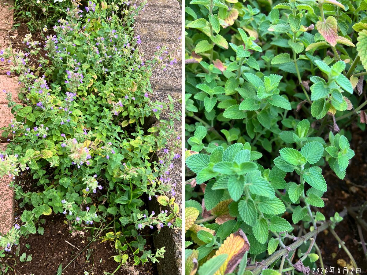 花穂と黄色い葉が残るネペタ キャッツパジャマの株全体と株元に出た緑色の新芽