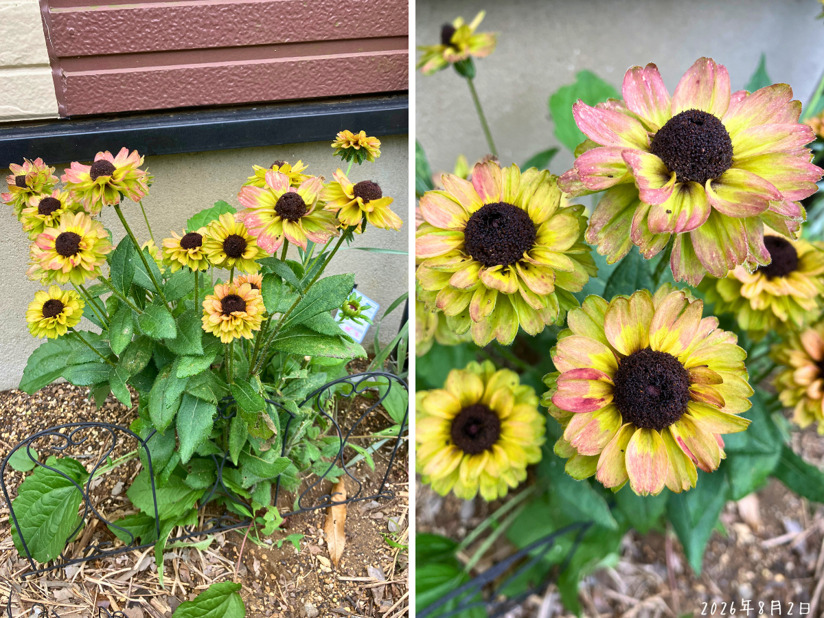複数の花茎が立つルドベキア サバンナサンセットの株全体と赤みのある花のアップ