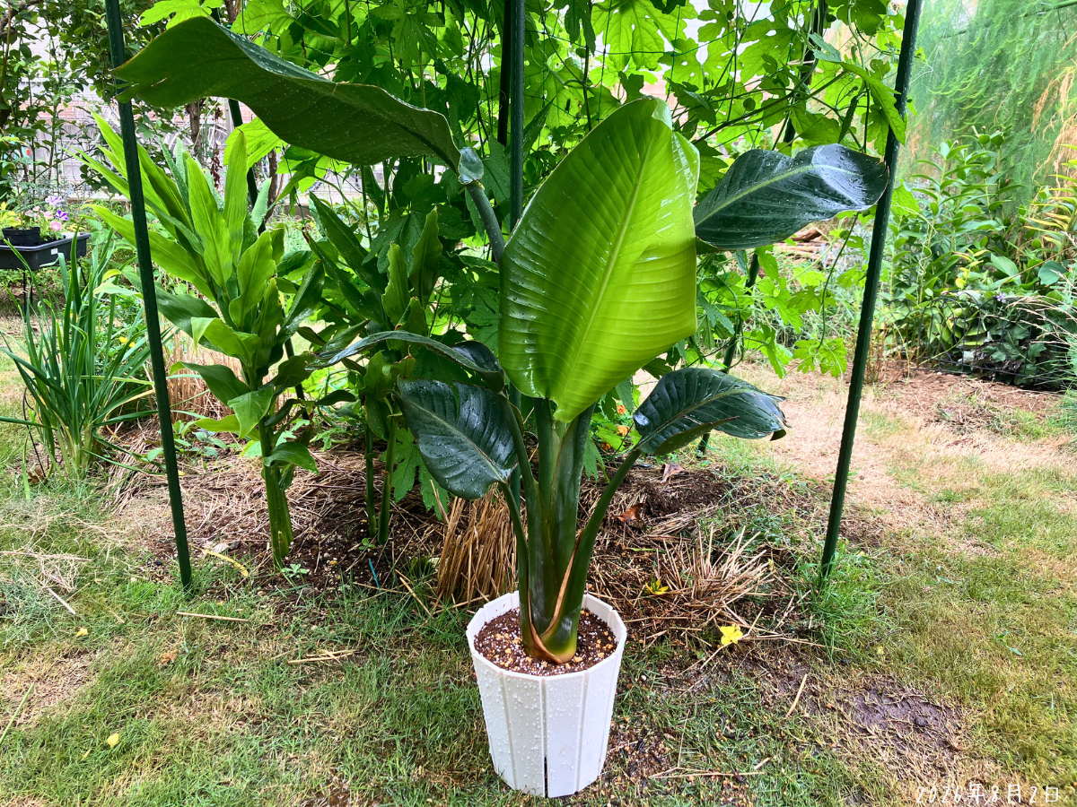 少し高さのある別の6号鉢へ植え替えてゴーヤカーテン下へ置いたストレリチア