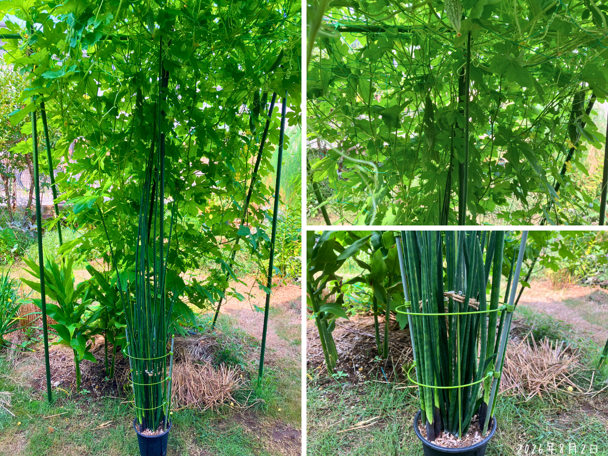 植え替え前の高さ約150cmのサンスベリア・ミカド 高さ約150cmの全体とゴーヤカーテンに届く葉先、葉が集まった株元を並べた植え替え前のサンスベリア・ミカド