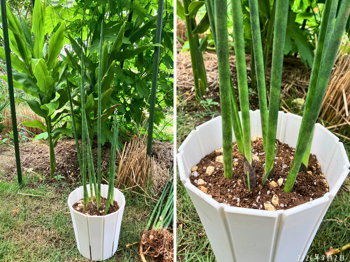 少し高さのある5号鉢へ植え替えたサンスベリア・ミカド もとの鉢より少し高さのある5号鉢へ植え替えた、高さ約60cmのサンスベリア・ミカド