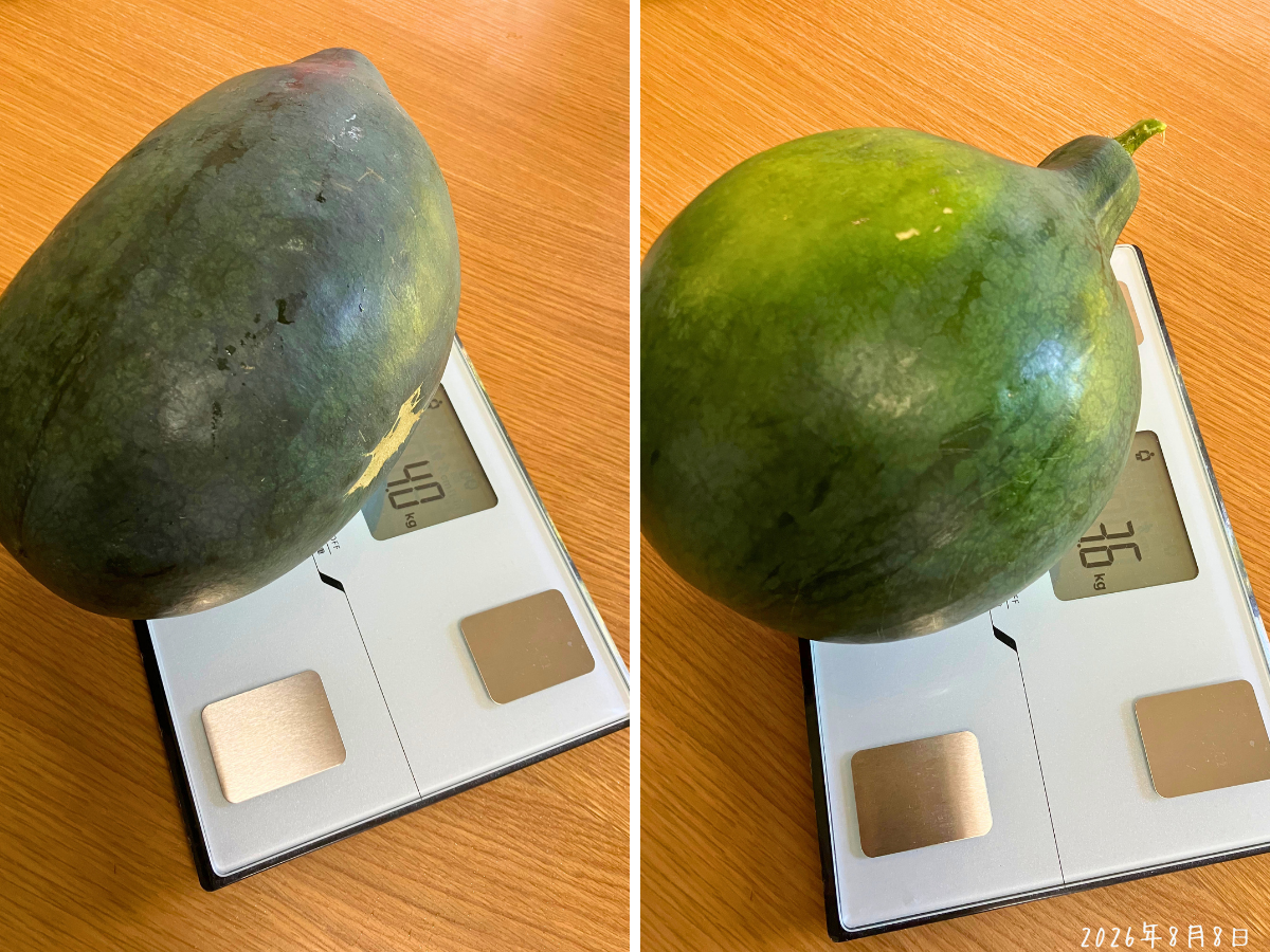大玉スイカ2個の重さは4.0kgと3.6kg 体重計で量った大玉スイカで左が4.0kg、右が3.6kg
