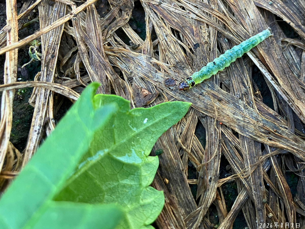 巻いたオクラの葉から出てきた幼虫 切り取ったオクラの巻いた葉から出てきた緑色の幼虫