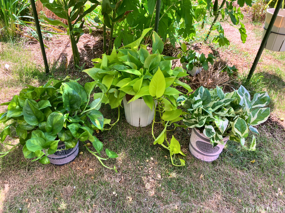 植え替え前のポトス3種類 左からポトス・グローバルグリーン、ライム、エンジョイの植え替え前の3鉢
