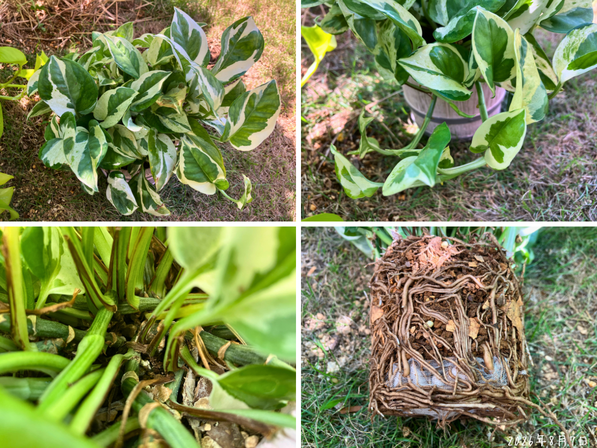 植え替え前のポトス・エンジョイ 植え替え前のポトス・エンジョイの株全体、株元、伸びたつる、根鉢