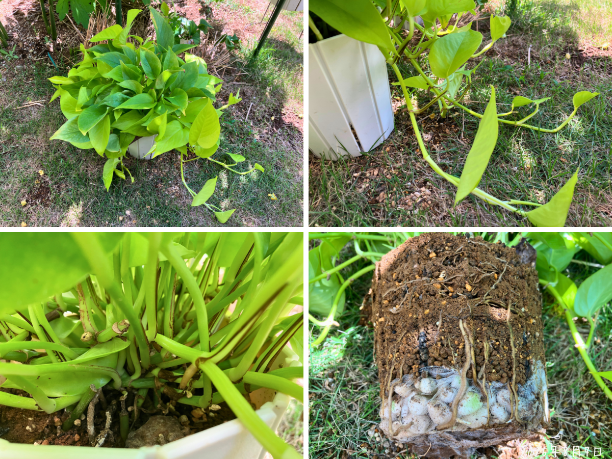 植え替え前のポトス・ライム 植え替え前のポトス・ライムの株全体、株元、伸びたつる、根鉢