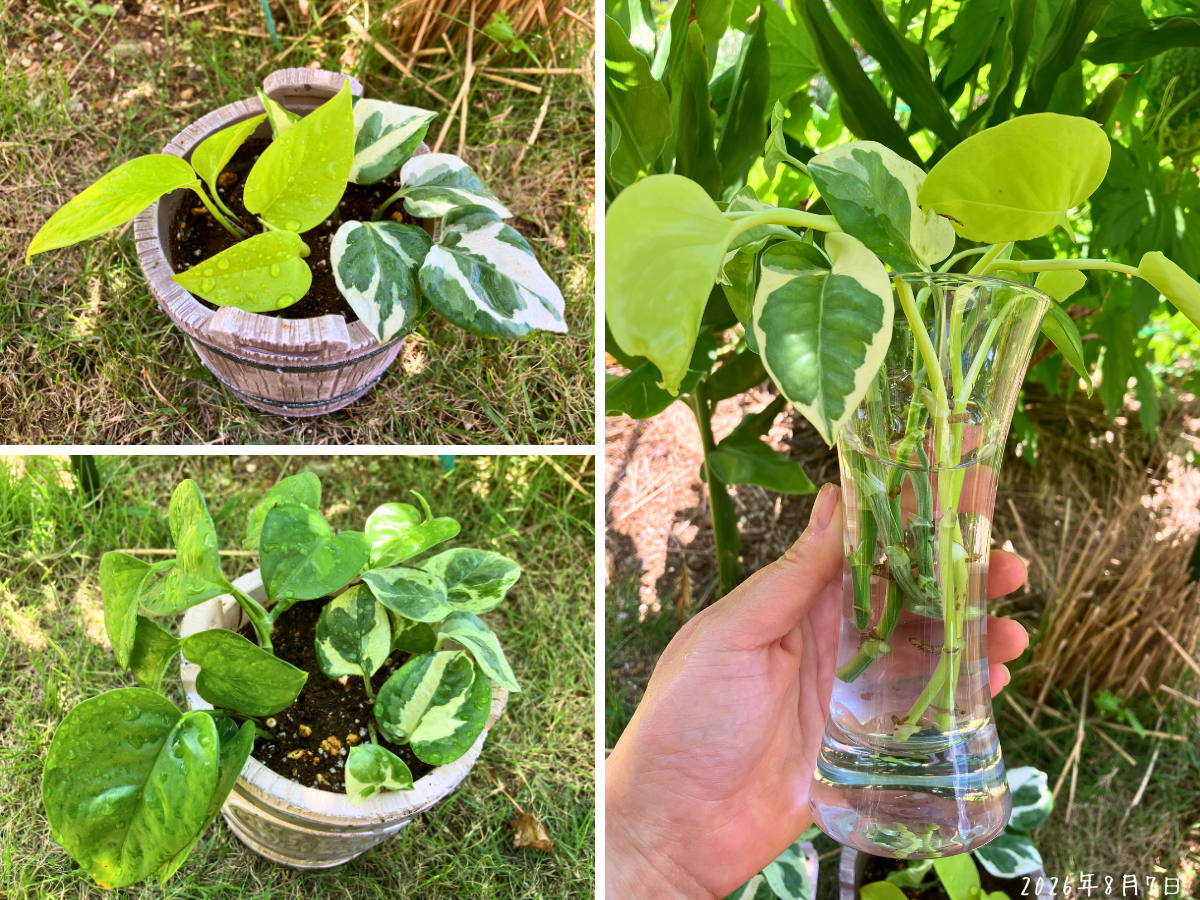植え替え後のポトス2鉢と3種類の水差し 植え替え後のエンジョイとライム、エンジョイとグローバルグリーンの2鉢と、ポトス3種類の水差し