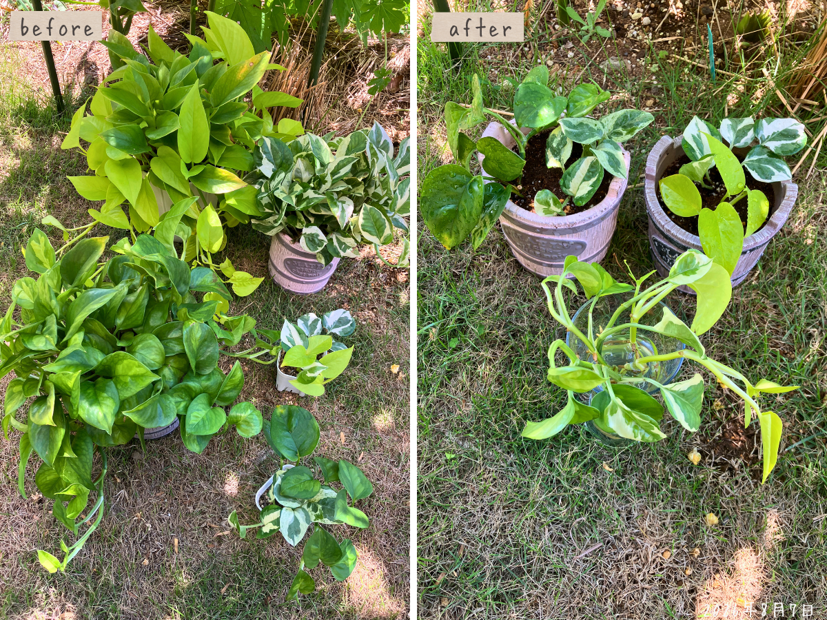 ポトス3鉢から2鉢への仕立て直し 左が植え替え前のポトス3鉢と挿し芽2ポット、右が植え替え後のポトス2鉢と水差し