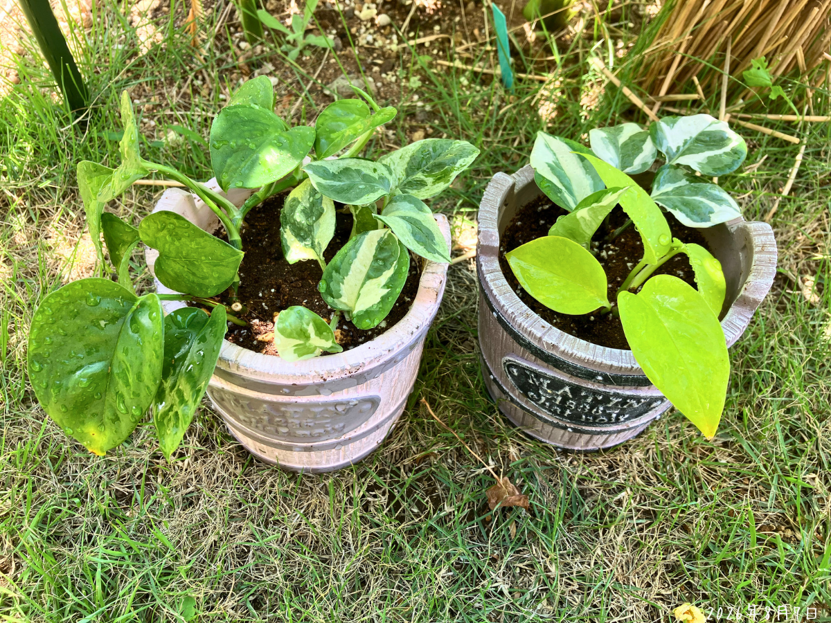 挿し芽苗を植え替えたポトス2鉢 挿し芽苗を植え替えたエンジョイとライム、エンジョイとグローバルグリーンの2鉢