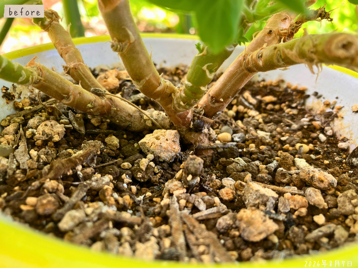植え替え前のモミジバゼラニウムの株元と古い土