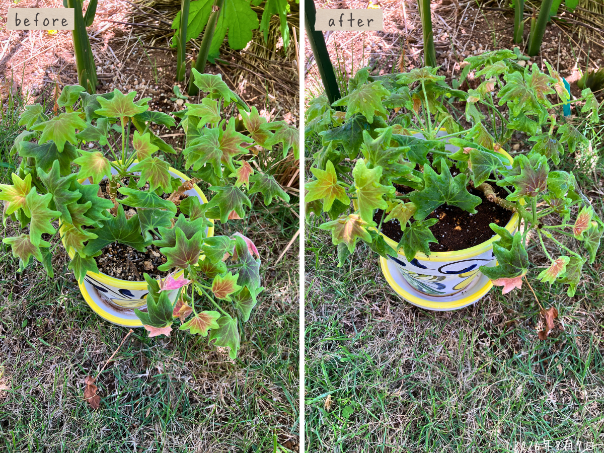 左が植え替え前、右が同じ鉢へ植え替えたあとのモミジバゼラニウム