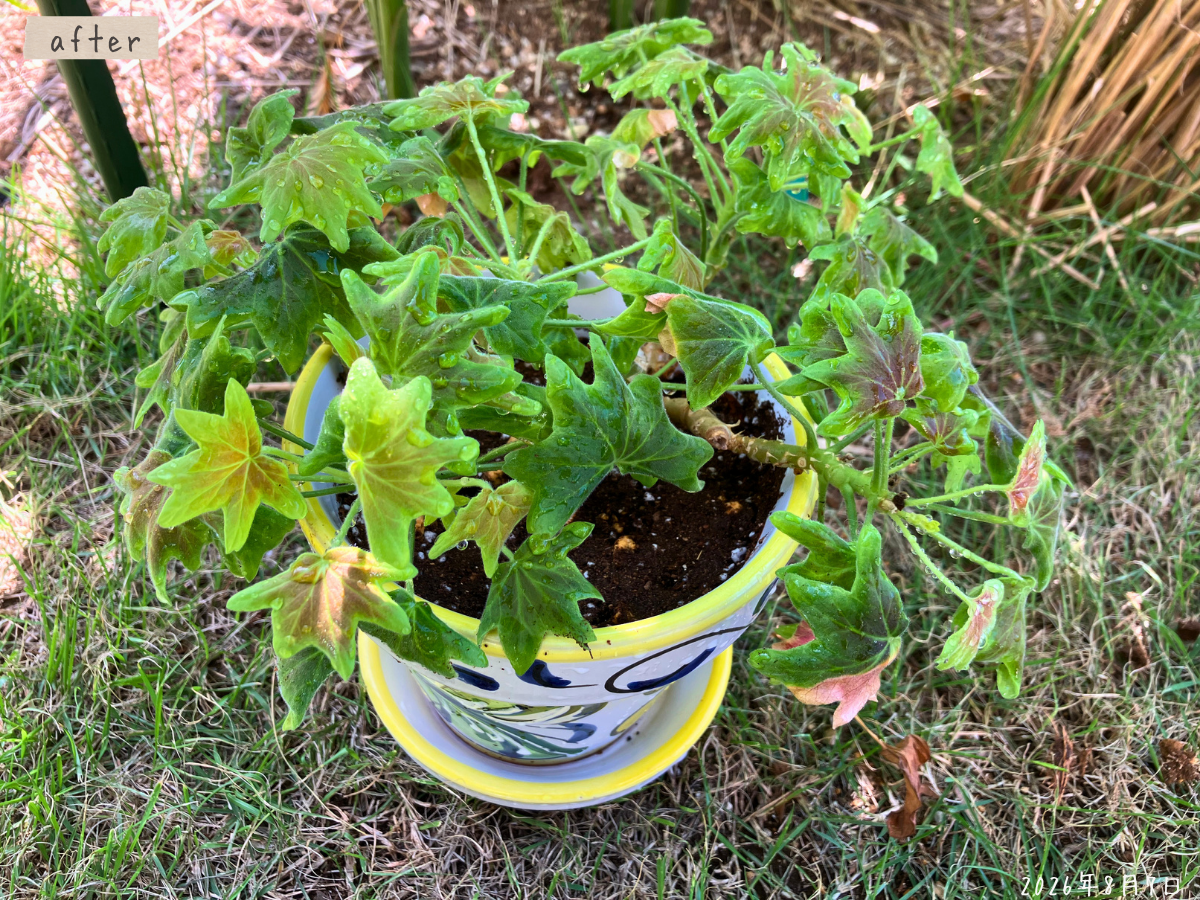 洗った元の鉢に新しい土で植え替えたモミジバゼラニウム全体