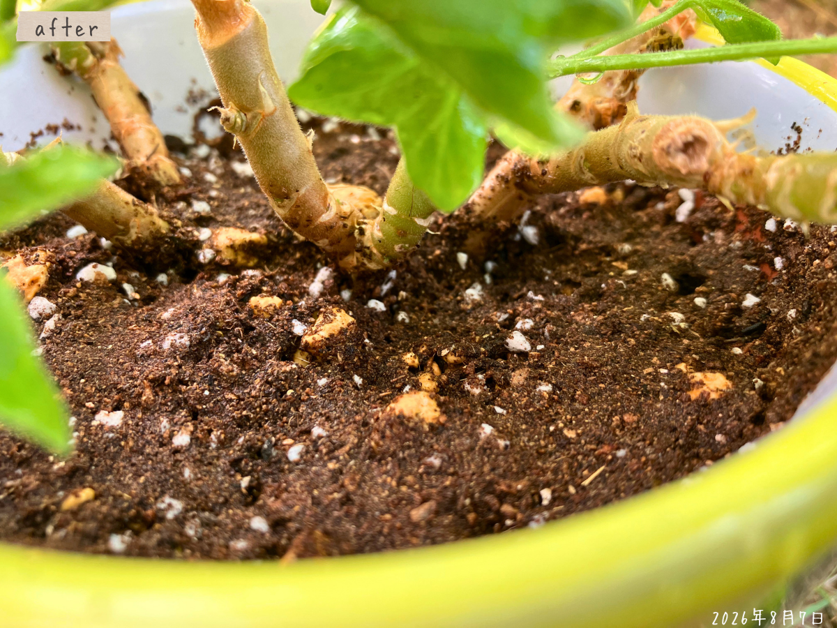 観葉植物用の新しい土に植え替えたモミジバゼラニウムの株元